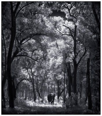 Black and white animal photography by Nick Brandt