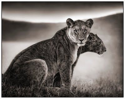 Black and white animal photography by Nick Brandt