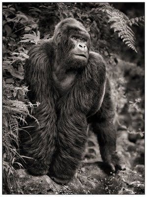 Black and white animal photography by Nick Brandt