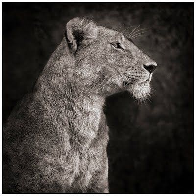 Black and white animal photography by Nick Brandt