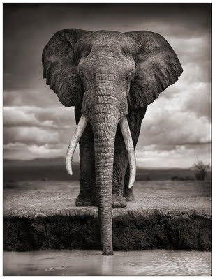 Black and white animal photography by Nick Brandt