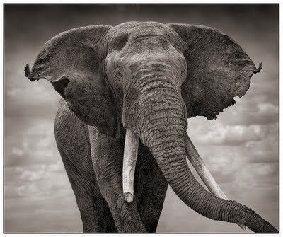 Black and white animal photography by Nick Brandt