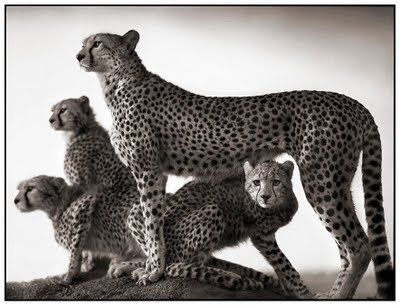 Black and white animal photography by Nick Brandt