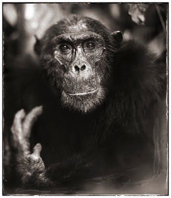 Black and white animal photography by Nick Brandt