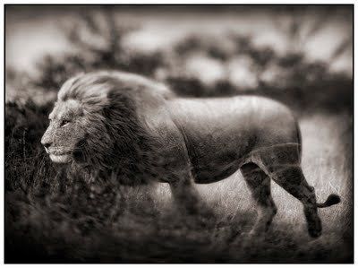 Black and white animal photography by Nick Brandt