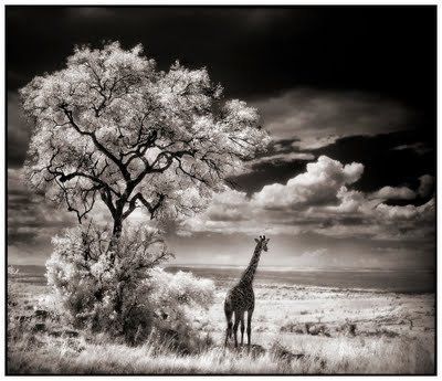 Black and white animal photography by Nick Brandt