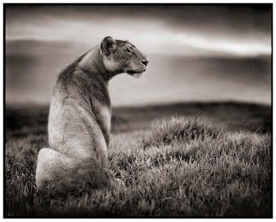 Black and white animal photography by Nick Brandt