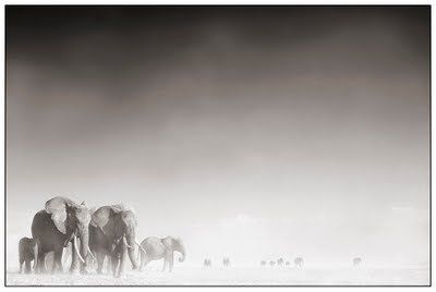 Black and white animal photography by Nick Brandt