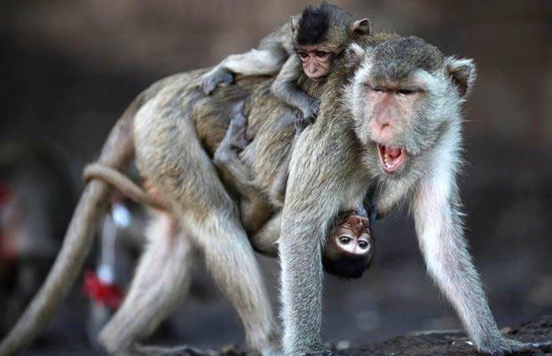 monkey banquet
