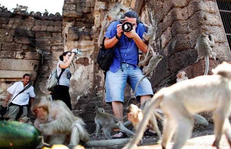 monkey banquet