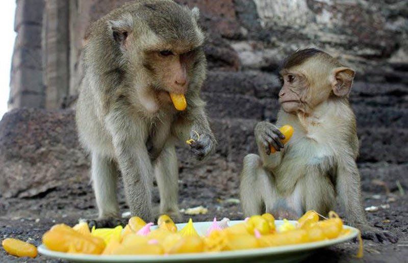 monkey banquet