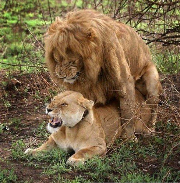 lion & lioness