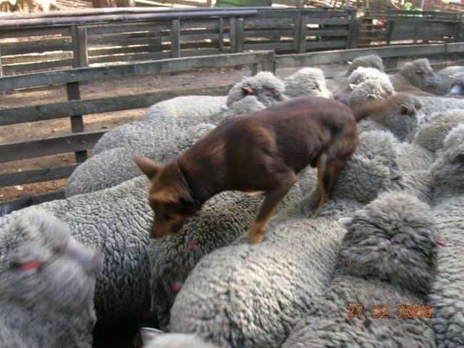 sheep dog