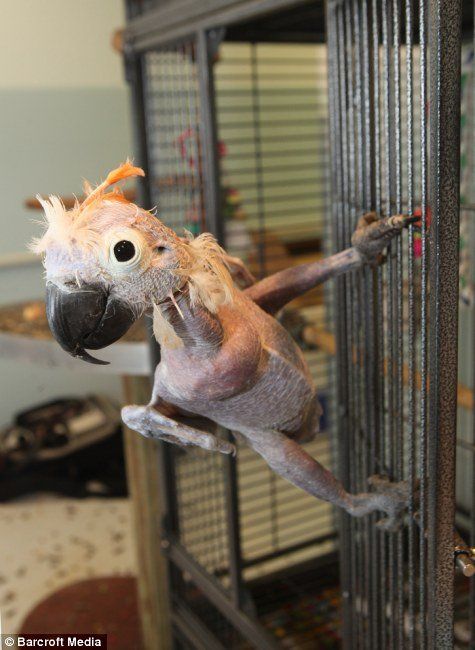 Oscar - a bald parrot