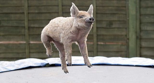 pig on a trampoline