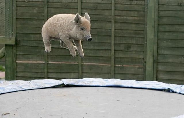 pig on a trampoline