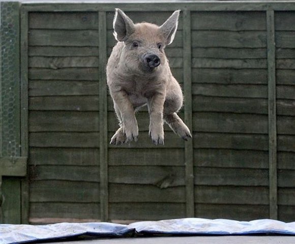 pig on a trampoline