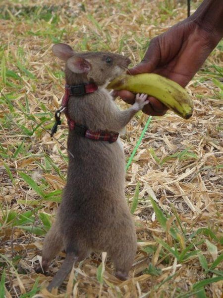 rats trained to locate explosives, african marsupials