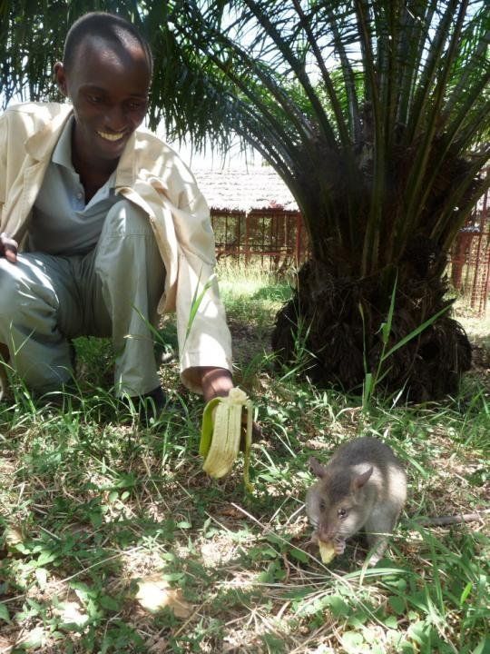 rats trained to locate explosives, african marsupials