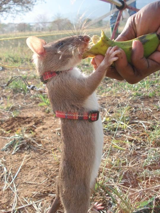 rats trained to locate explosives, african marsupials