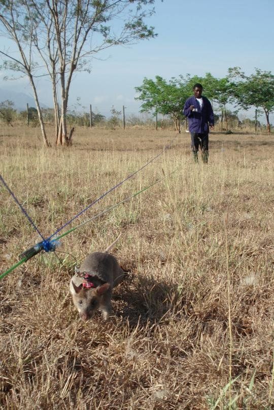 rats trained to locate explosives, african marsupials