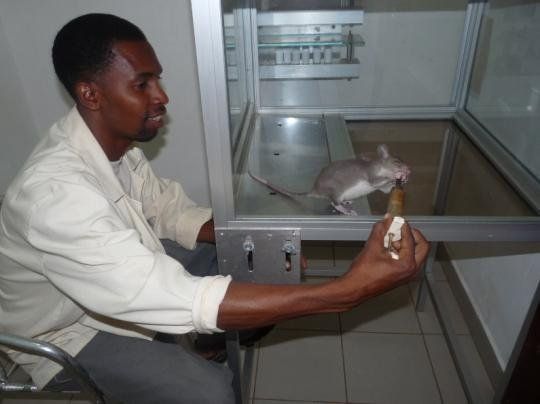 rats trained to locate explosives, african marsupials