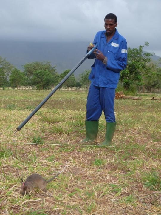 rats trained to locate explosives, african marsupials