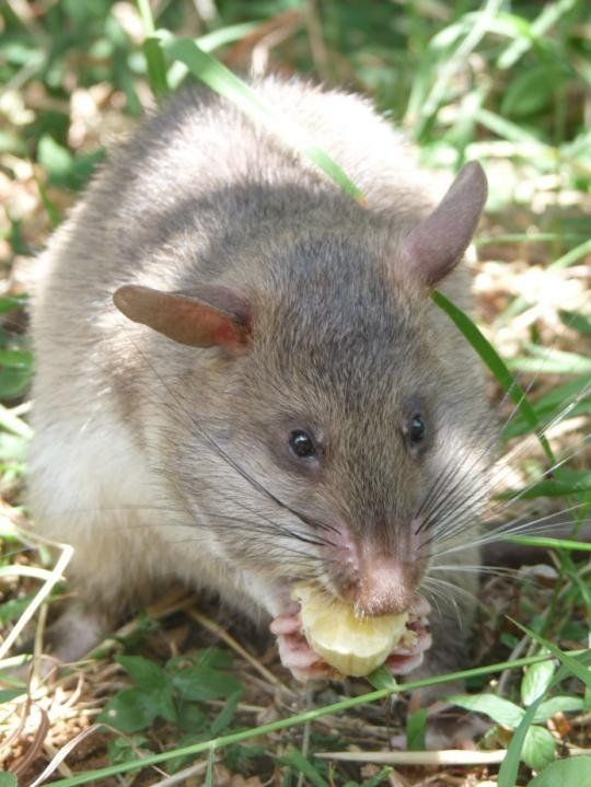 rats trained to locate explosives, african marsupials