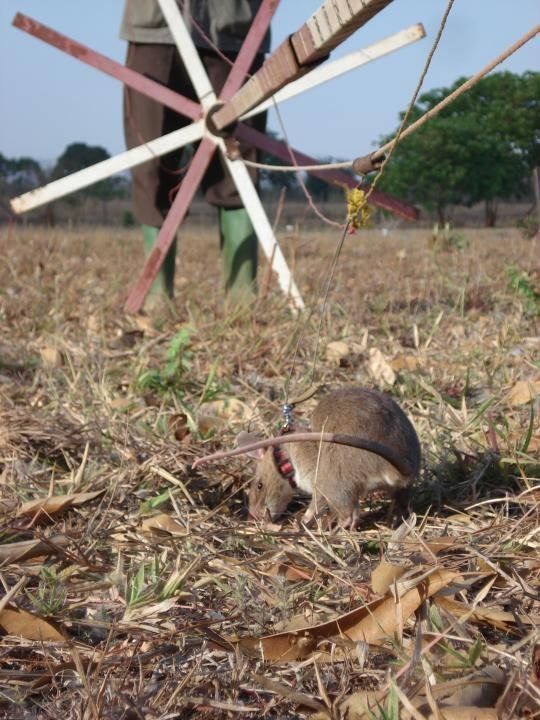 rats trained to locate explosives, african marsupials