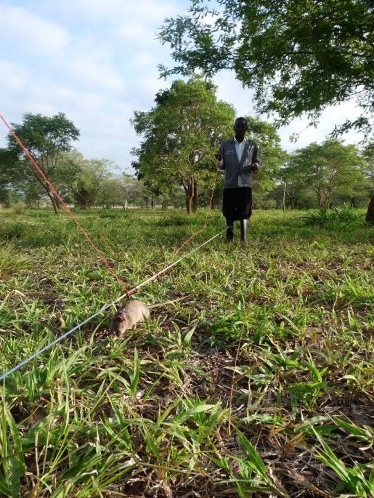 rats trained to locate explosives, african marsupials