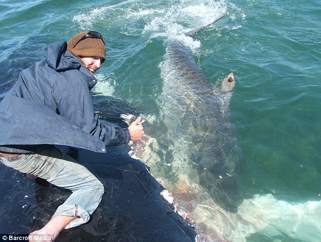 playing with sharks