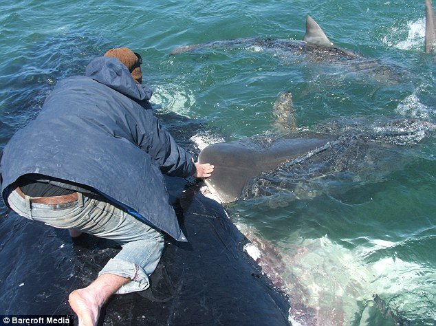 playing with sharks