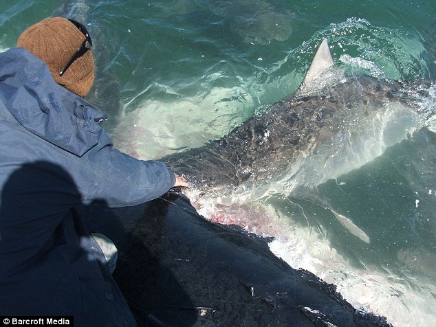 playing with sharks