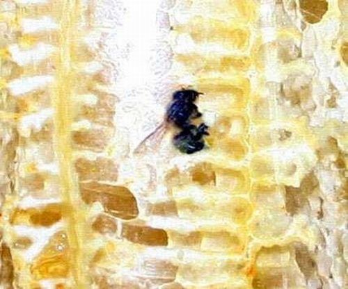 Bees make honey in the bottle
