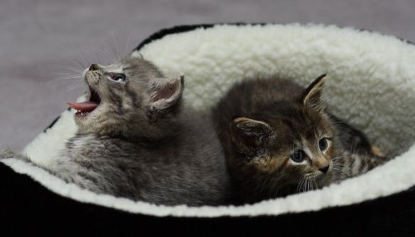 kitten