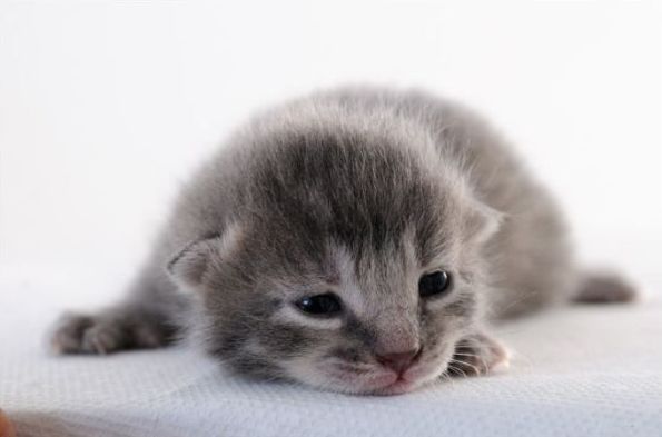 kitten