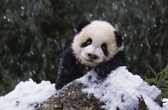 Family pandas are happy with the first snow