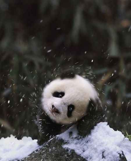 Family pandas are happy with the first snow