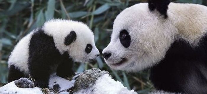 Family pandas are happy with the first snow