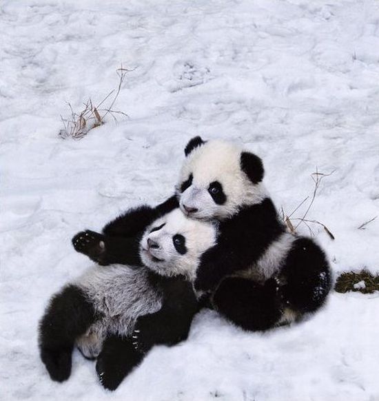 Family pandas are happy with the first snow