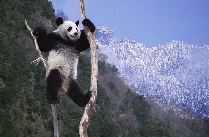 Family pandas are happy with the first snow