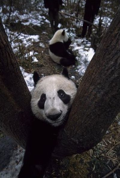 Family pandas are happy with the first snow