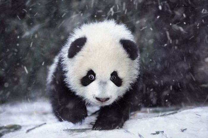 Family pandas are happy with the first snow