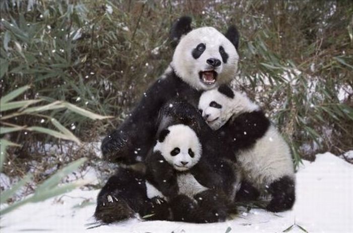 Family pandas are happy with the first snow