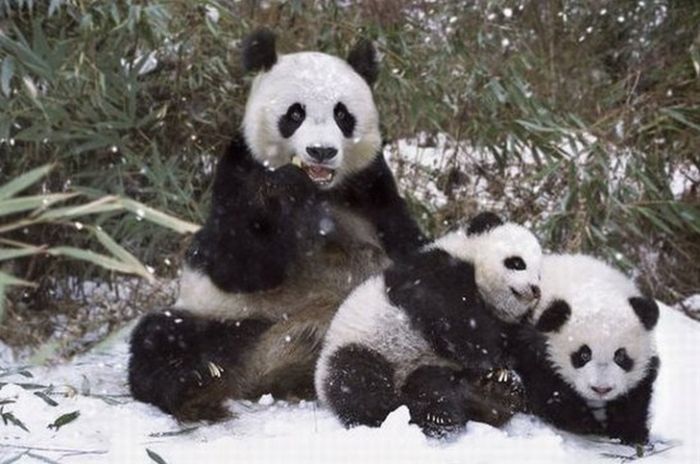 Family pandas are happy with the first snow