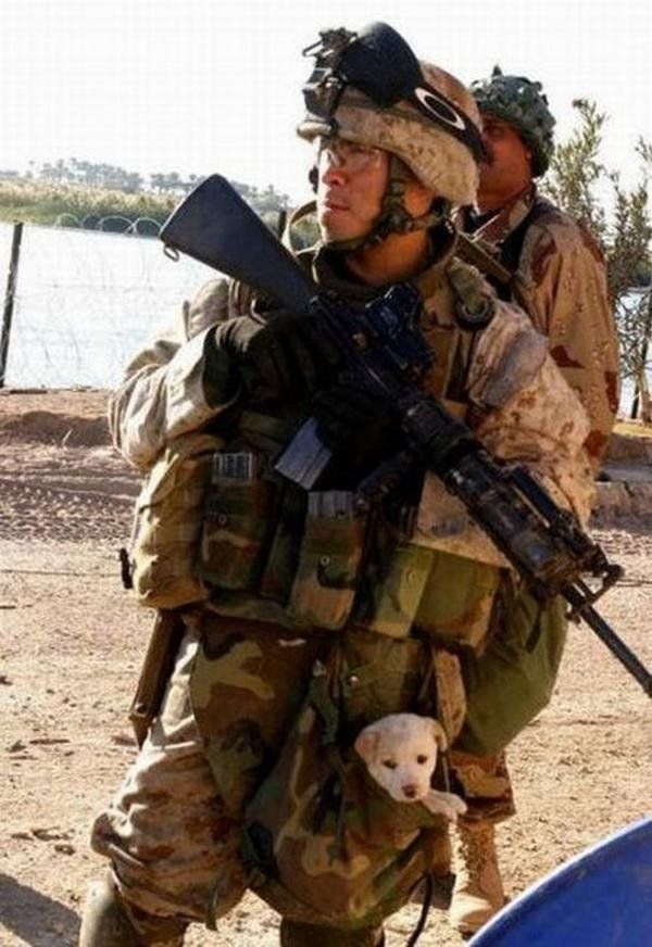 dog, a man's best friend