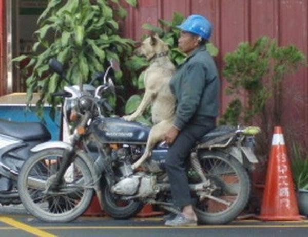 dog, a man's best friend