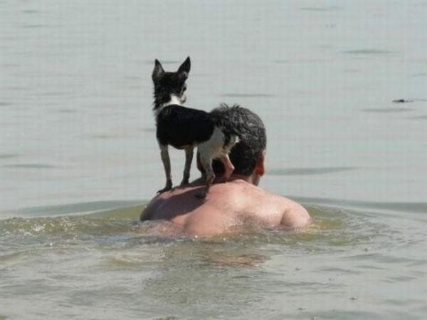 dog, a man's best friend