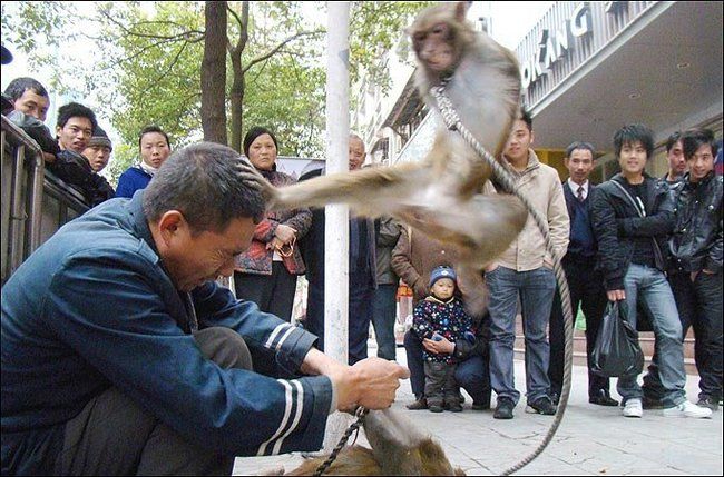 monkey, master of kung fu