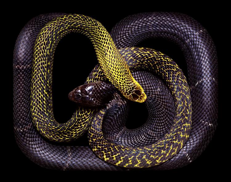 snakes photography